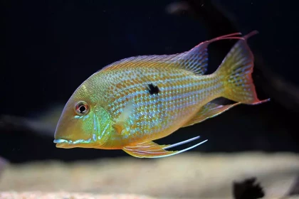 Geophagus Altifron (rio Tocantin)(3)
