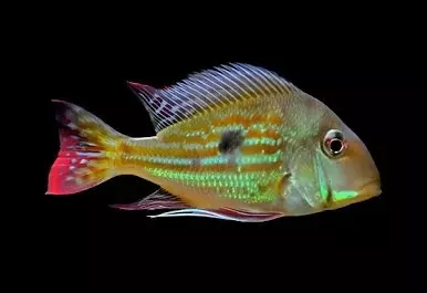 Geophagus Jurupari 3”(3)