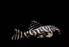 L104 Clown Pleco