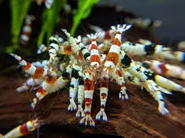 more crystal shrimp