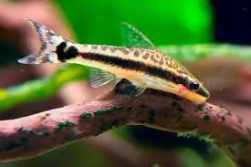 otocinclus