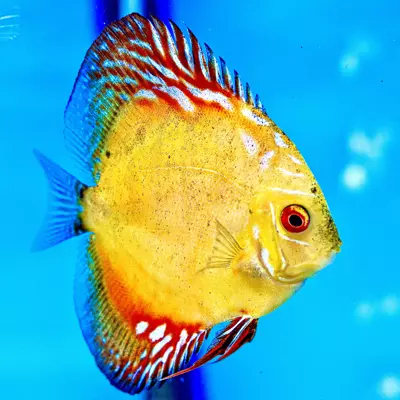 PB Discus