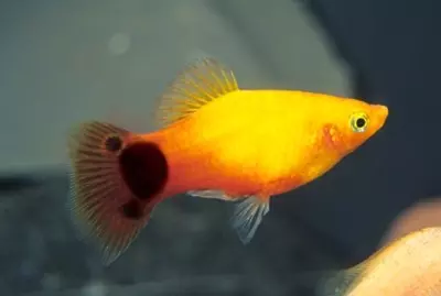 Platy Sunburst MM