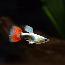 santa claus guppy juvie