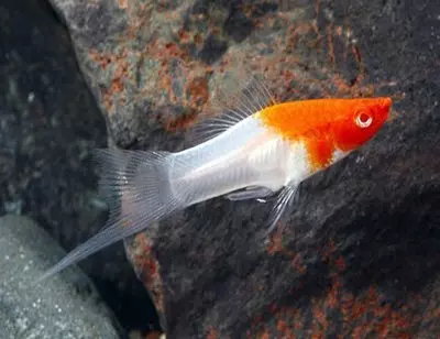 Santa-Claus-Swordtail-Aquarium-Fish