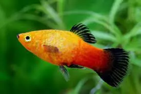 sunburst wagtail platy