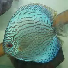 Discus, Turquoise